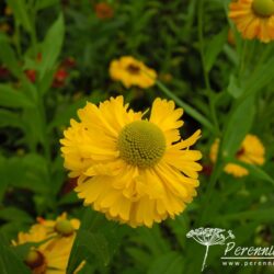 Helenium Double Trouble