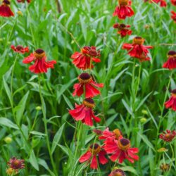 Helenium Moerheim Beauty