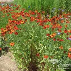 Helenium Moerheim Beauty