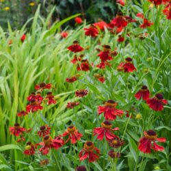 Helenium Moerheim Beauty