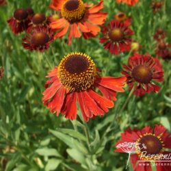 Helenium Moerheim Beauty