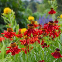 Helenium Moerheim Beauty