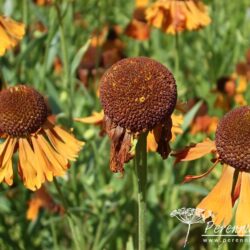 Helenium Moerheim Beauty