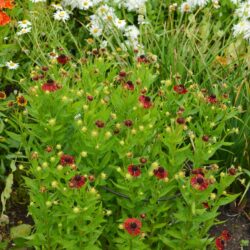 Helenium Red Jewel