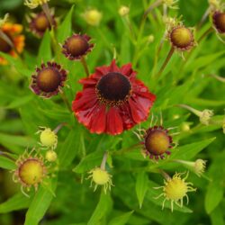 Helenium Red Jewel