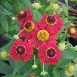 Helenium Red Jewel