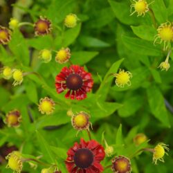 Helenium Red Jewel