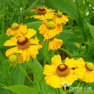 Helenium Zimblestern