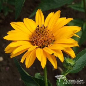 Heliopsis helianthoides Summer Sun