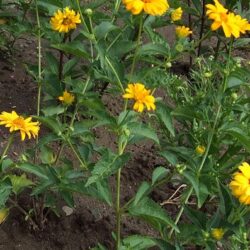 Heliopsis helianthoides Summer Sun