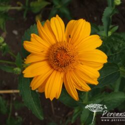 Heliopsis helianthoides Summer Sun