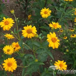 Heliopsis helianthoides Summer Sun