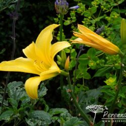 Hemerocallis Marion Vaughn