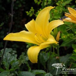 Hemerocallis Marion Vaughn