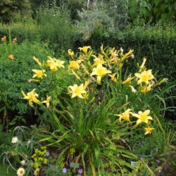 Hemerocallis Marion Vaughn