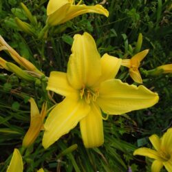 Hemerocallis Marion Vaughn