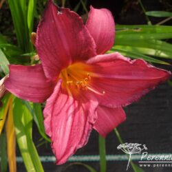 Hemerocallis Summer Wine