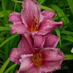 Hemerocallis Summer Wine