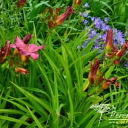 Hemerocallis Summer Wine