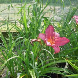 Hemerocallis Summer Wine