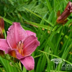 Hemerocallis Summer Wine