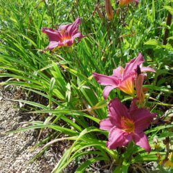 Hemerocallis Summer Wine