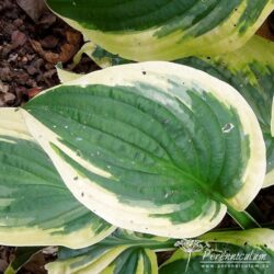 Hosta Wide Brim