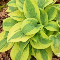 Hosta Wide Brim