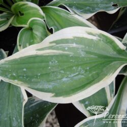 Hosta Wide Brim