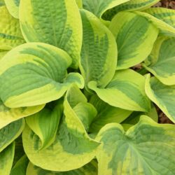 Hosta Wide Brim