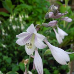 Hosta Wide Brim