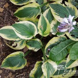 Hosta Wide Brim