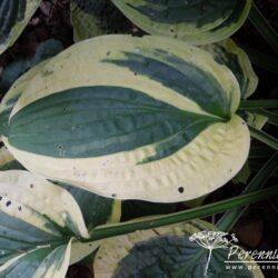 Hosta Wide Brim