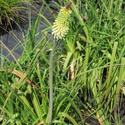 Kniphofia Ice Queen