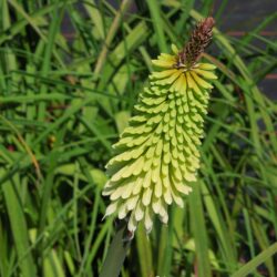 Kniphofia Ice Queen