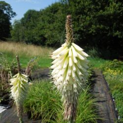 Kniphofia Ice Queen