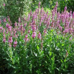 Lythrum salicaria Robin