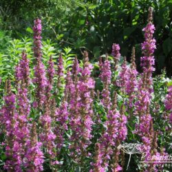 Lythrum salicaria Robin