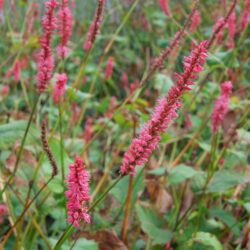 Persicaria amplexicaulis Firetail