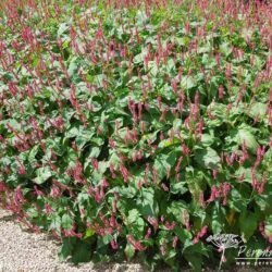 Persicaria amplexicaulis Firetail