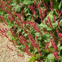 Persicaria amplexicaulis Firetail