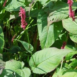 Persicaria amplexicaulis Firetail