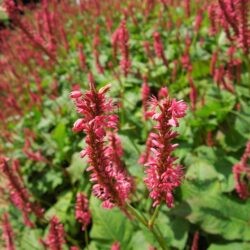 Persicaria amplexicaulis Firetail