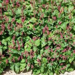 Persicaria amplexicaulis Firetail