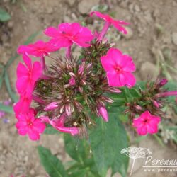 Phlox paniculata Karminvorläufer