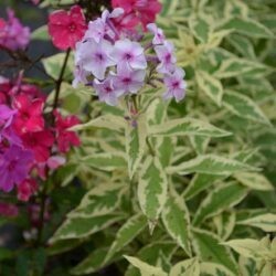 Phlox paniculata Nora Leigh