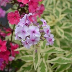 Phlox paniculata Nora Leigh