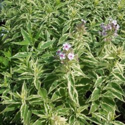 Phlox paniculata Norah Leigh