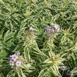 Phlox paniculata Norah Leigh