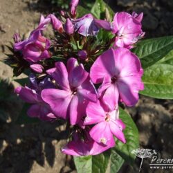 Phlox paniculata Wilhelm Kesselring